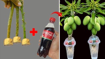 SUPER SPECIAL TECHNIQUE for propagating MANGO trees with coca cola, rooting and growing super fast