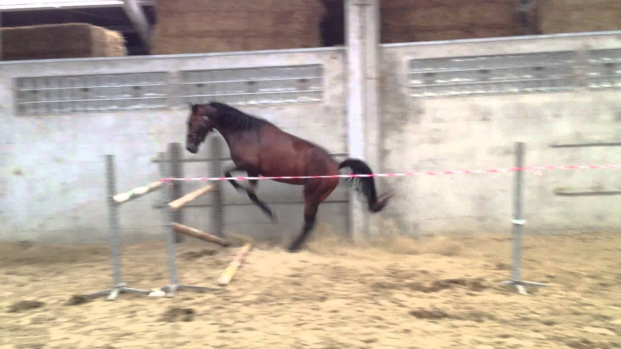 Lanaine Ter Dieschoot 1