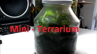 Mini terrarium ^_^