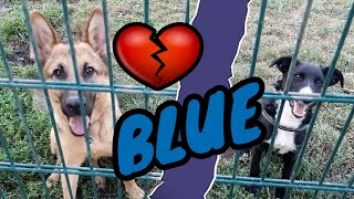 BLUE 💔 - Shepherd girl from the shelter 💞 Out of the kennel - My big love by traindee 1,310 views 2 years ago 3 minutes, 19 seconds