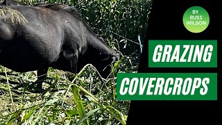Grazing High tonnage Covercrops