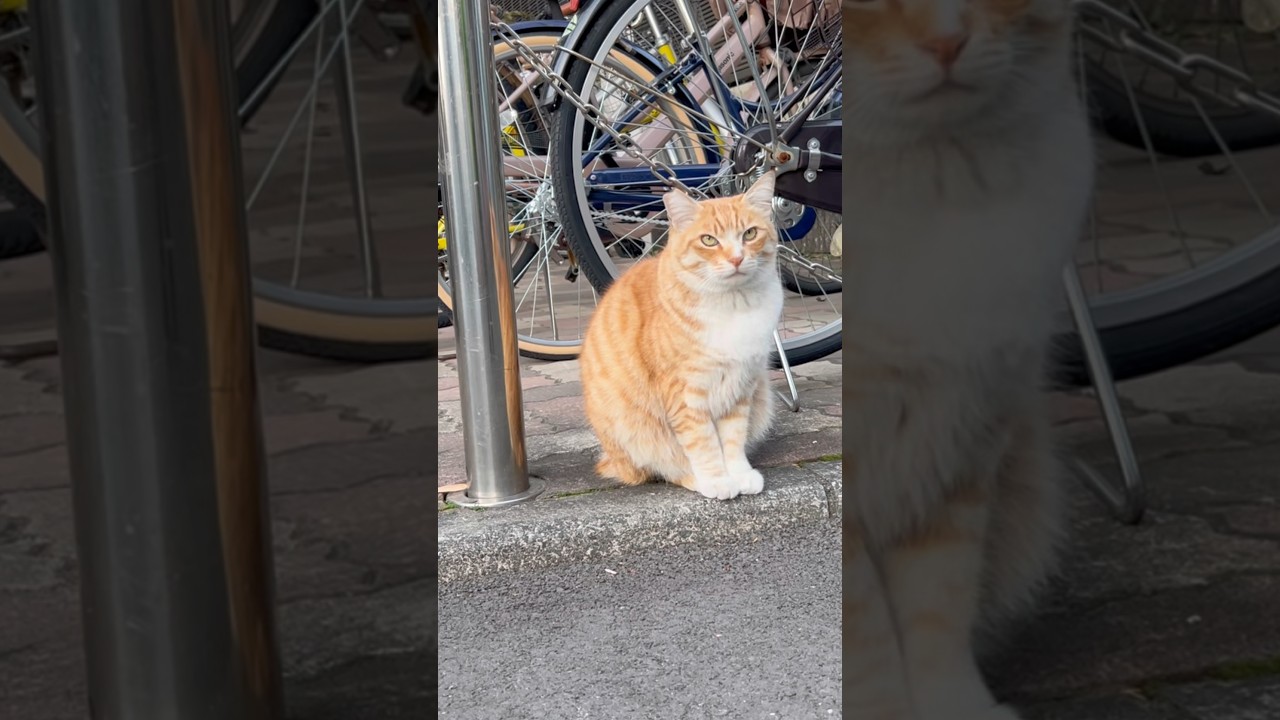 Evening Meal, No Go Yet! 