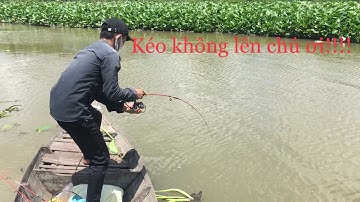 Câu cá tra sông gần đám lục bình bằng mồi cám TI HƯỞNG cá ăn trên tay