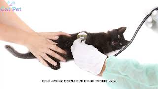 Why My Cat Has Diarrhea