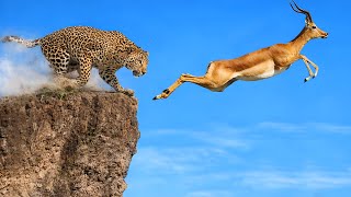 7 MOST AMAZING ANIMAL ESCAPES CAUGHT IN VIDEO