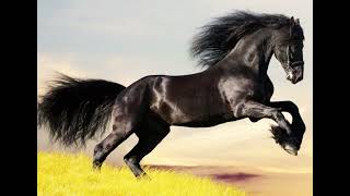 Free horse sounds, free sound effects  5