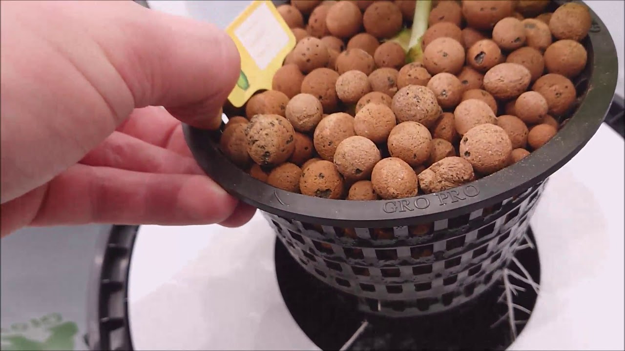 First run on Growrilla RDWC system and COB LED light