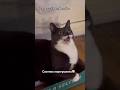 Котик на перезагрузке🙀#мем #кот #приколы #tito_ice