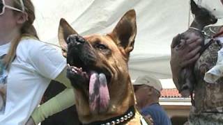 14th Annual Ugly Dog Contest