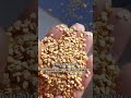 QSC Series Specific Gravity Destoner#GrainCleaning #StoneRemover #SeedProcessing #farmequipment