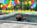 Открытие бассейна/Pool party bear Mansur🌊🏊‍♂️