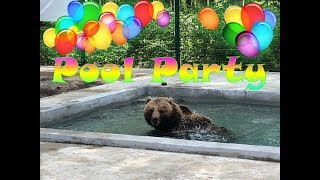 Открытие бассейна/Pool party bear Mansur🌊🏊‍♂️