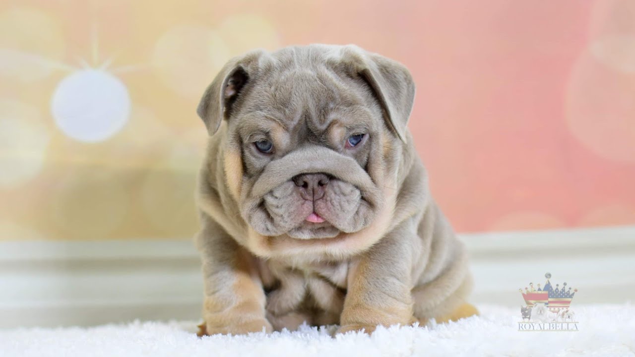 lilac and tan english bulldog