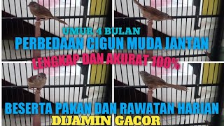 Ciri Ciri  Cigun Umur 4 Bulan Jantan