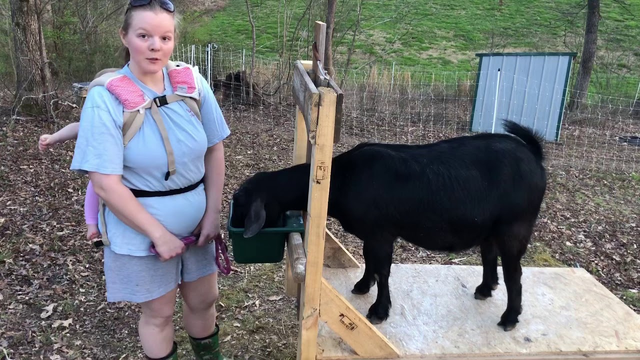 Highway Homestead Kinder Goats