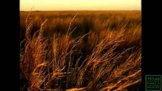 Sandhill Cranes, A Migrating Muse