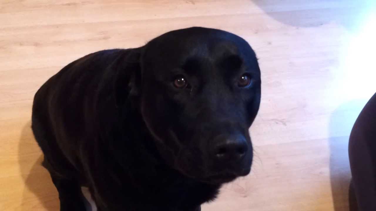 Molly our black labrador on the treadmill YouTube