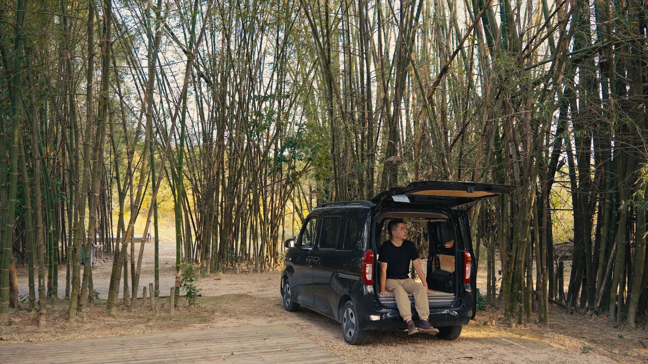 #3 My Unlikely Camping Buddy: A Stray Cat in the Bamboo Forest