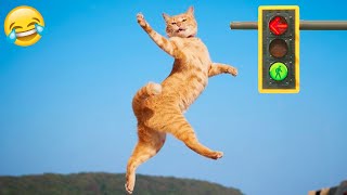 New Funny Animals 2024 🤣 Funniest Cats and Dogs 😻🐶 Part  6