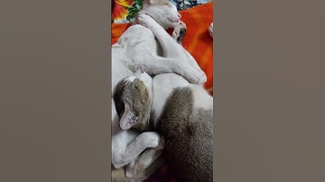 #Shorts#Videos#My Two Baby Sleeping Together always 🥰🥰🥰#So Sweet ❤️
