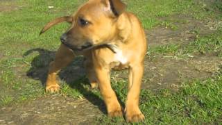 Lord King Family Buldozer,Lucretia,Kleria