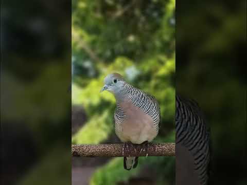 Pancingan Perkutut Lokal gacor Paling ampuh