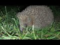 Очень красивый небольшой ёжик шипит, сопит, кушает и чавкает // Beautiful hedgehog hisses and eats