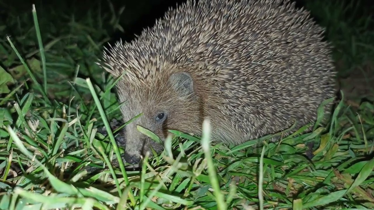 Очень красивый небольшой ёжик шипит, сопит, кушает и чавкает // Beautiful hedgehog hisses and eats