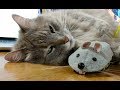 All she needed was a mouse buddy