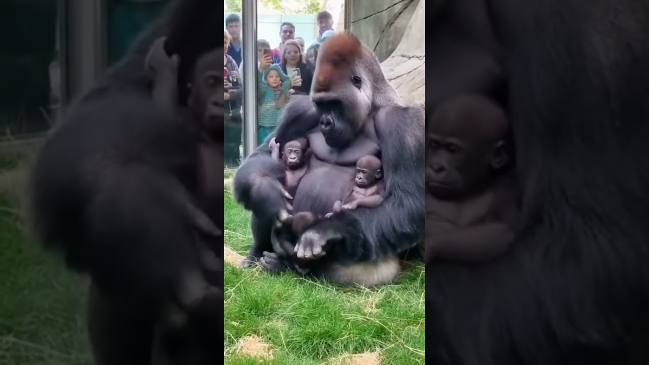Gorilla Dad With His 4 Newborns… Cutest Moment Ever Caught on Camera 🦍❤️👶