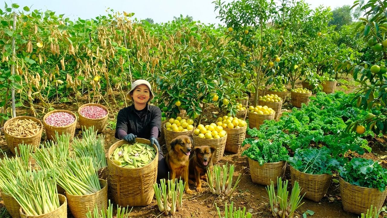 Relaxing With Harvesting: Lemongrass, Hong Kong Star Apple, Kale, Lima Beans, Round Squash...