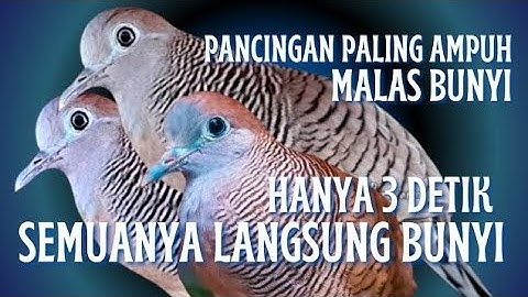 Perkutut Lokal Suara Gacor Untuk Pancingan (Hitungan Detik) Dijamin 100% AMPUH Langsung NYAUT