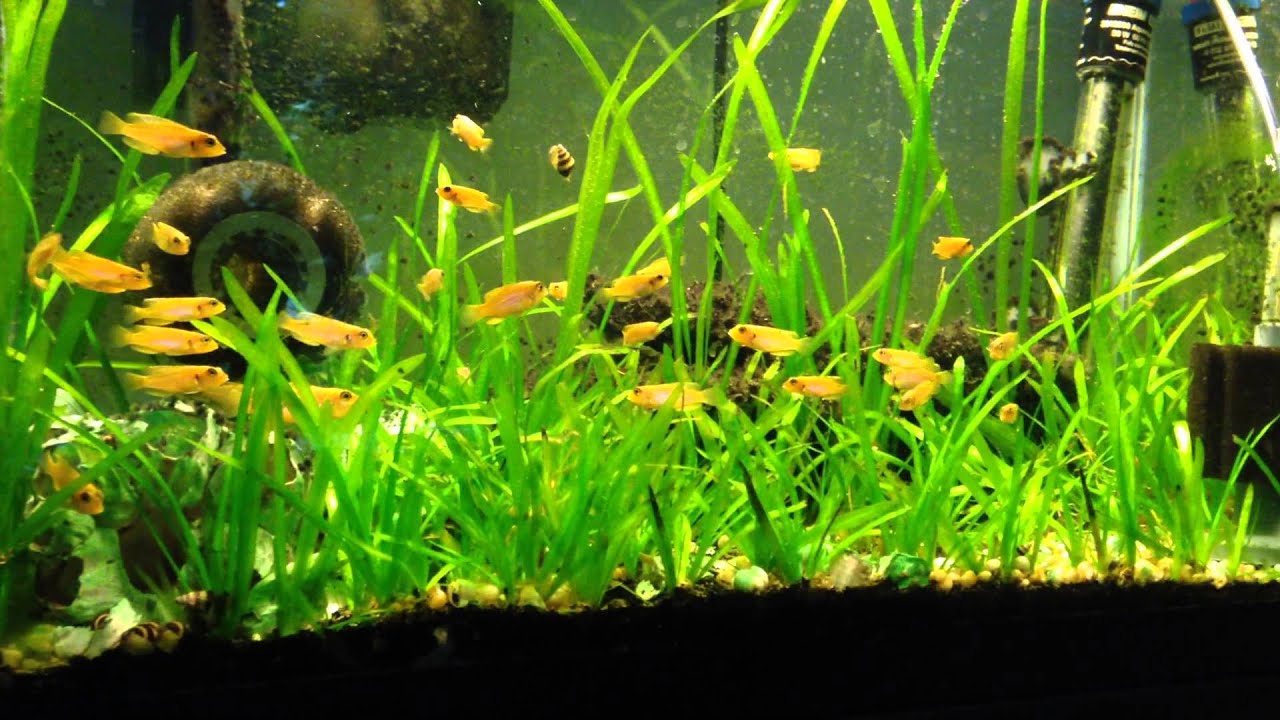 'Lamprologus' ocellatus (Gold) YouTube