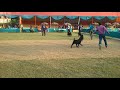 Black lab show in kolkata