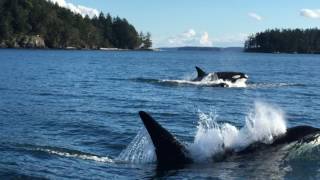 Transient Orca Moving Out in Salish Sea