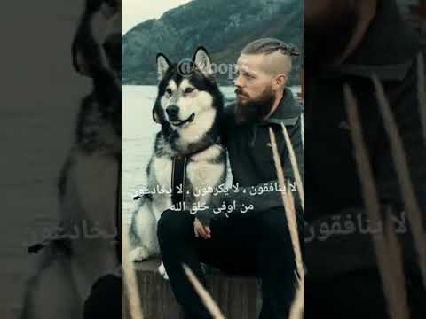 كلب هاسكي حالات واتس اب وفاء الكلب
