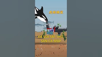 Cá voi sát thủ vs cá mập #khuvuonthichbuonchuyen #killerwhale #shark #hoathinhvuinhon #funny #shorts
