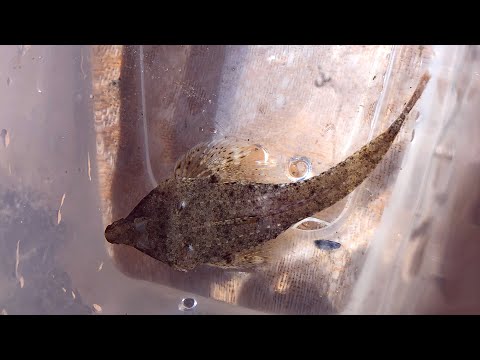 Бурая пескарка, или морская мышь (Callionymus pussilus). Красная книга Украины