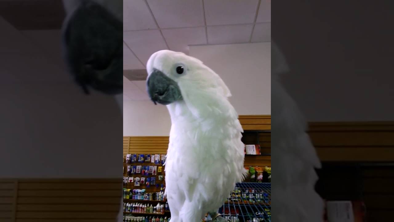 Baby Cockatoo talking YouTube