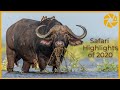 Our Best Wildlife Sightings of 2020 - The Lockdown Year!