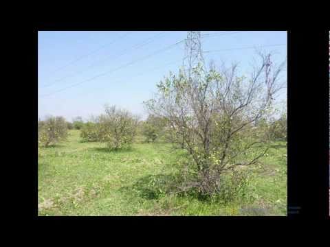 An Overview of the Asian Citrus Psyllid Problem