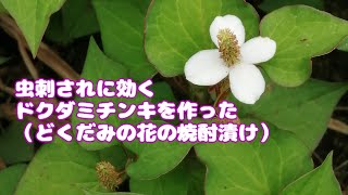 虫刺されに効くドクダミチンキを作った どくだみの花の焼酎漬け Youtube