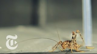 Cricket Ballet | ScienceTake | The New York Times