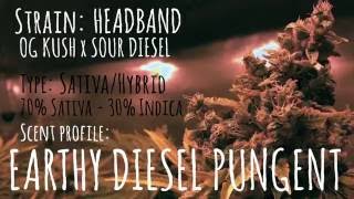 Cannabis strain: Headband (Sour Diesel x OG Kush)