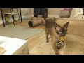 Burmese cat fetching の動画、YouTube動画。