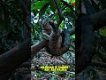 emang bandel si Sugeng 🤣 #semuaorang #videoshort #viralvideo #kucinglucu #catlovers