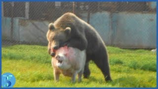 Top 10 Most Incredible Bear Attacks and Interactions Caught On Camera