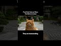 Proof that Cats are Aliens