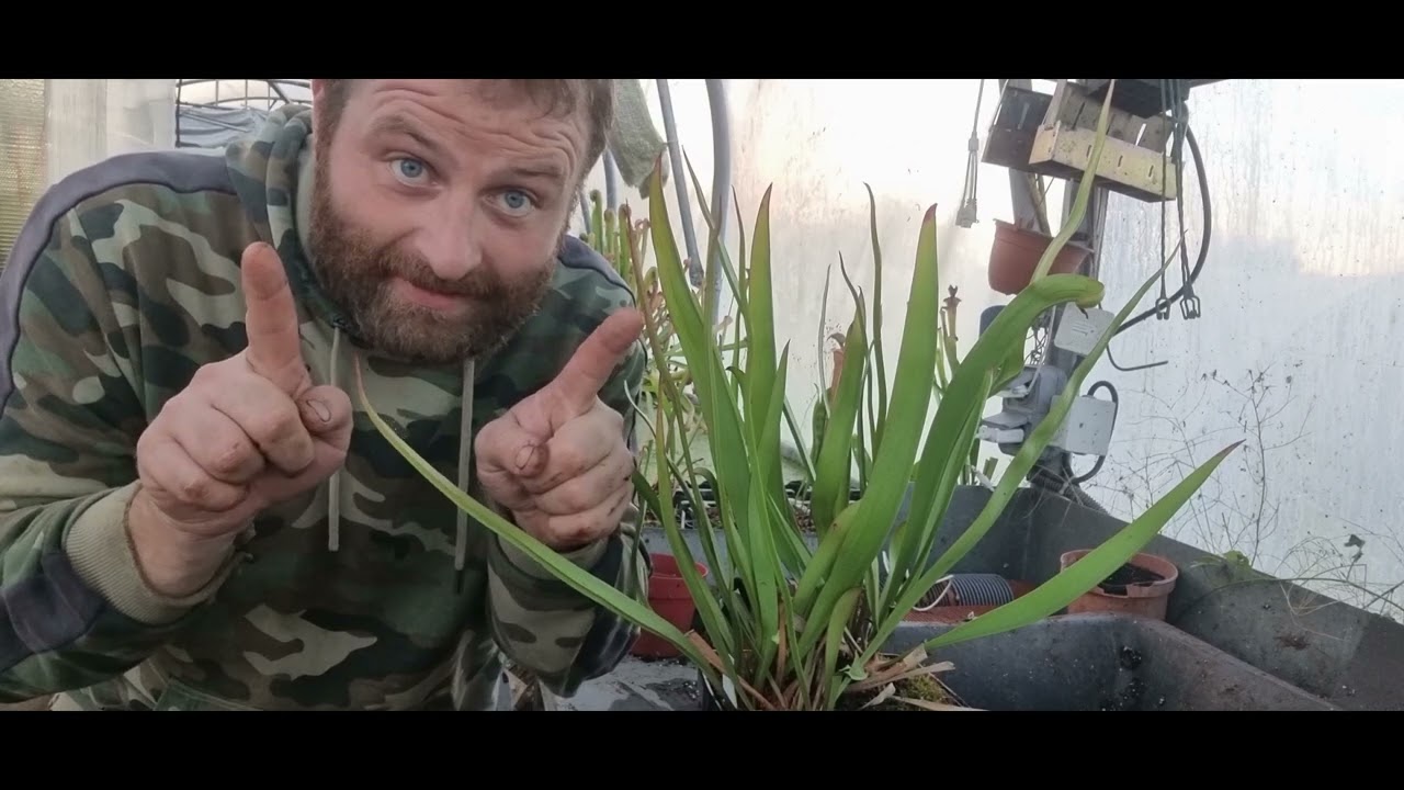 Tout savoir sur la division du Sarracenia