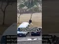 Le passant qui a désarmé un des tireurs de la fusillade en Australie